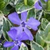 Ralph Shugert Variegated Periwinkle (Vinca Minor) - 10 Pack Of Pint Pots -Plant Serie Store vinca minor ralph shugert variegated evergreen periwinkle 1