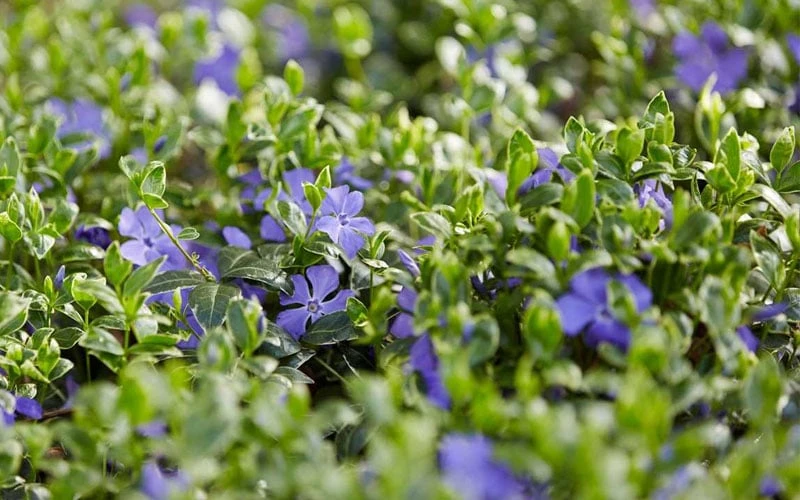 Ralph Shugert Variegated Periwinkle (Vinca Minor) - 10 Pack Of Pint Pots 10 Ralph Shugert Variegated Periwinkle (Vinca Minor) - 10 Pack Of Pint Pots - Image 8