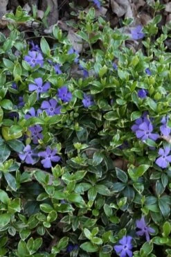 Ralph Shugert Variegated Periwinkle (Vinca Minor) - 10 Pack Of Pint Pots 15 Ralph Shugert Variegated Periwinkle (Vinca Minor) - 10 Pack Of Pint Pots -Plant Serie Store vinca minor ralph shugert variegated evergreen periwinkle 4