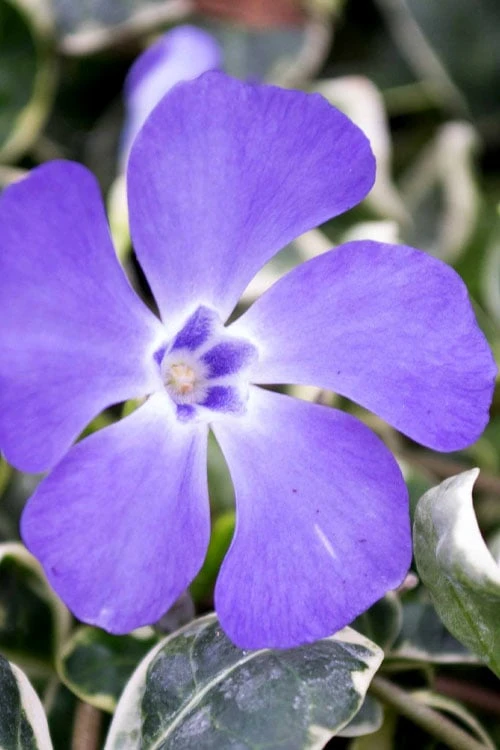 Ralph Shugert Variegated Periwinkle (Vinca Minor) - 10 Pack Of Pint Pots 9 Ralph Shugert Variegated Periwinkle (Vinca Minor) - 10 Pack Of Pint Pots - Image 7