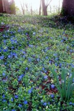 Ralph Shugert Variegated Periwinkle (Vinca Minor) - 10 Pack Of Pint Pots 13 Ralph Shugert Variegated Periwinkle (Vinca Minor) - 10 Pack Of Pint Pots -Plant Serie Store vinca minor ralph shugert variegated evergreen periwinkle 7