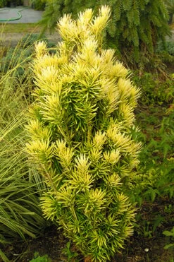 Korean Gold Plum Yew (Cephalotaxus) - 3 Gallon Pot 11 Korean Gold Plum Yew (Cephalotaxus) - 3 Gallon Pot -Plant Serie Store yew korean gold 2 500x750 1