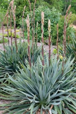 Silver Anniversary Yucca - 1 Gallon Pot -Plant Serie Store yucca silver anniversary 1