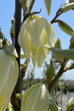 Silver Anniversary Yucca - 1 Gallon Pot -Plant Serie Store yucca silver anniversary 2