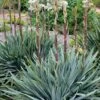 Silver Anniversary Yucca - 1 Gallon Pot -Plant Serie Store yucca silver anniversary 4