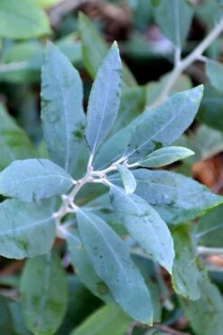 Woodlanders Blue Dusty Zenobia (Honeycup) - 3 Gallon Pot -Plant Serie Store zenobia woodlanders blue 21