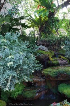 Woodlanders Blue Dusty Zenobia (Honeycup) - 3 Gallon Pot -Plant Serie Store zenobia woodlanders blue 25