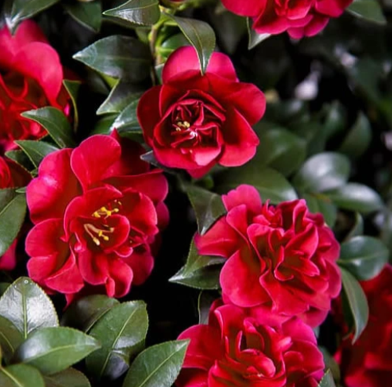 Plant Serie Store -Plant Serie Store 558778c8d8e9ba35f1806393dca54e91