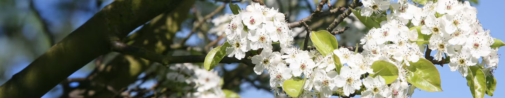 Plant Serie Store -Plant Serie Store 67969